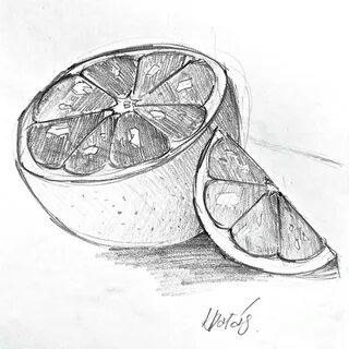 Grapefruit Drawing by Klaudia Palas Pixels