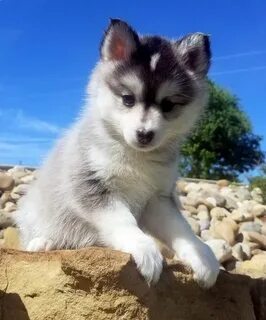 "Pomsky" Puppies For Sale Los Angeles, CA #291228