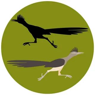 77 Roadrunner silhouette Vector Images, Roadrunner silhouett