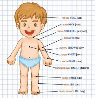 Части тела на английском для детей: 5 способов выучить быстр