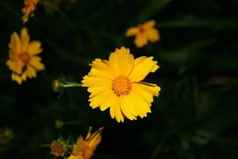 Edit free photo of Daisy,yellow,flower,bright yellow daisy,f