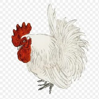 Japanese bantam chickens images