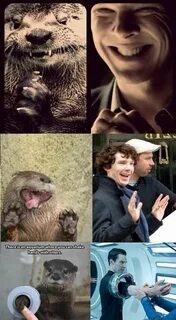 Benedict/Otter Sherlock funny, Sherlock holmes bbc, Sherlock