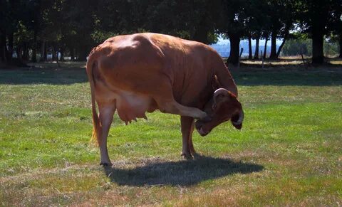 Cow with udders in a green meadow free image download