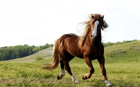 Brown caballo, hierba, cielo 640x1136 iPhone 5/5S/5C/SE Fond