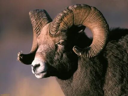 Big Horn Sheep Schapen