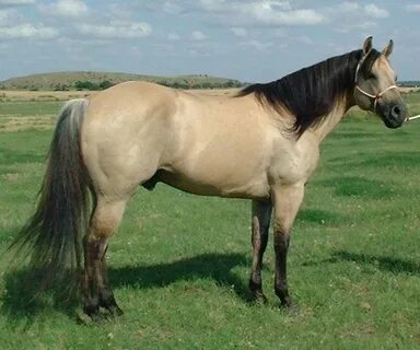 dale evans and buttermilk - Google Search Buckskin horse, Ho