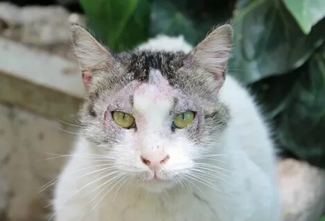 Чесотка у кошек: саркоптоз и нотоэдроз