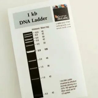 New England Biolabs, Inc. 1 kb DNA Ladder - 0.2 ml Fisher Sc