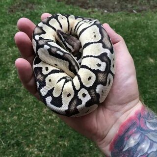 Axanthic Firefly Ball Python 10 Images - Axanthic Pastel Bal