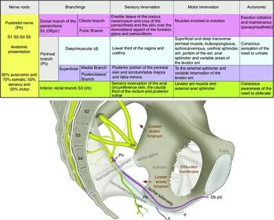 Anatomy and function of the pudendal nerve (Pn), formed by t