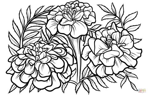 Marigold coloring page Free Printable Coloring Pages Colorin