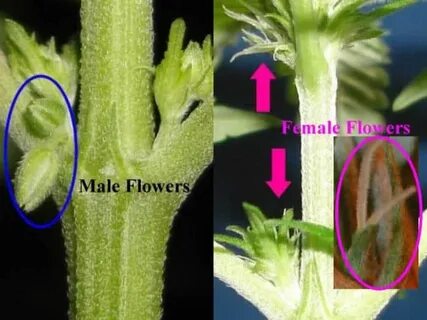 Growing Marijuana Guide - Flowering Stage - Best Seed Bank