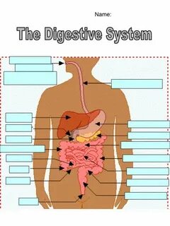 Digestive System Diagram 101 Diagrams
