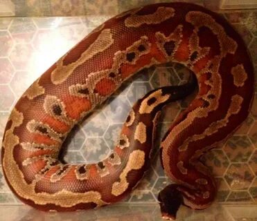 Blood Python Facts and Pictures
