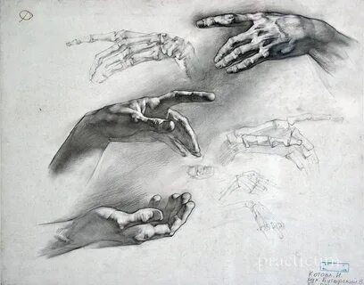 Academic Drawing Anatomy art, Life drawing, Human anatomy dr