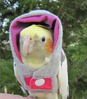 Just a cockatiel in a hoodie - Imgur Cockatiel, Pet birds, C