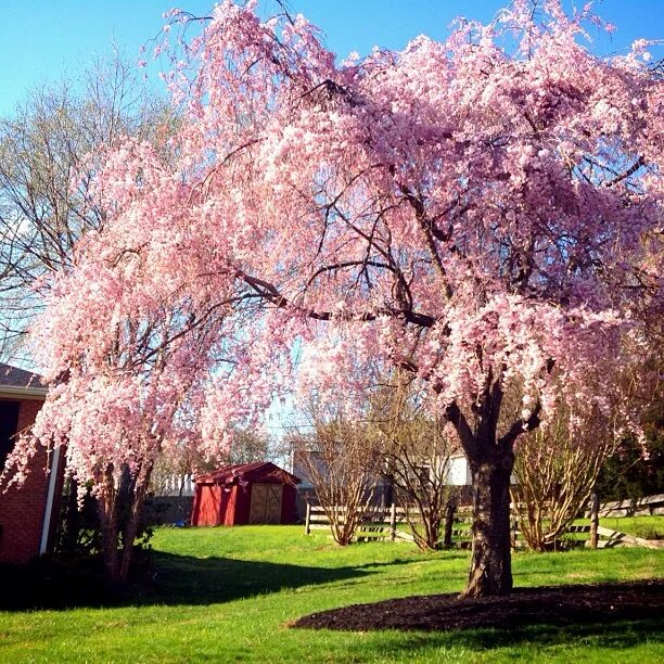 "Our Pink Weeping Cherry is blossom, graceful cascading branches that ...