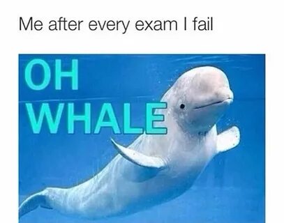 Oh whale den Oh whale, Funny pictures, Whale