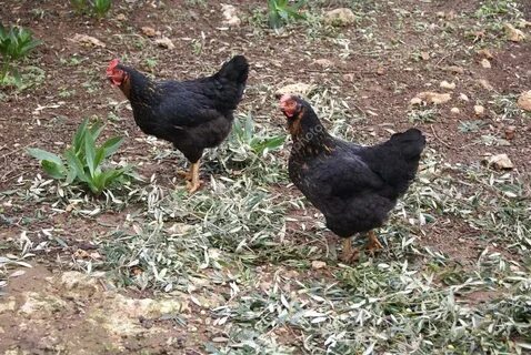 Black rock hens. black sex link hens. sex-links Stock Photo 