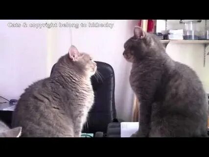 Cute Cats playing Patty Cake Part 3 - YouTube