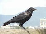 File:Carrion crow 20090612.jpg - Wikipedia