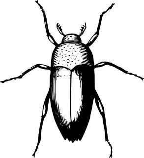 Beetle Clipart - Beetle Bug - (2194x2400) Png Clipart Downlo