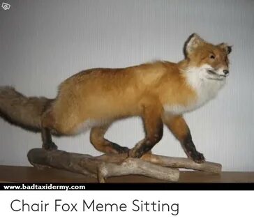 Wwwbadtaxidermycom Chair Fox Meme Sitting Meme on ME.ME