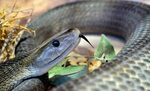 Змея черная мамба - опасная змея Африки. Описание и фото чер