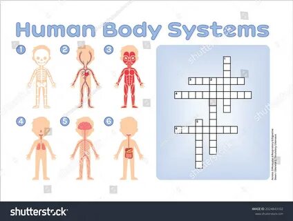 Crossword Puzzle Children Human Body Systems Stock Vector (R