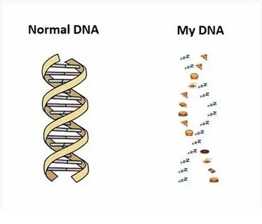 Normal DNA My DNA zzZ Meme on awwmemes.com