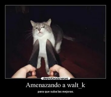 Imagen relacionada Funny cat memes, Funny pictures, Funny ca