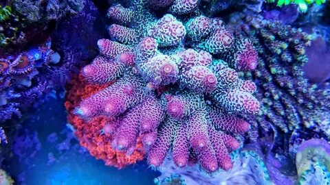 July, 2017 Photo of the Month Contest (POTM) - Acropora Page