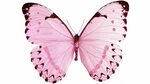 Image result for pink butterfly Butterfly wallpaper backgrou