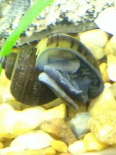 Mystery Snail Keeps Falling - Podol Aquarium