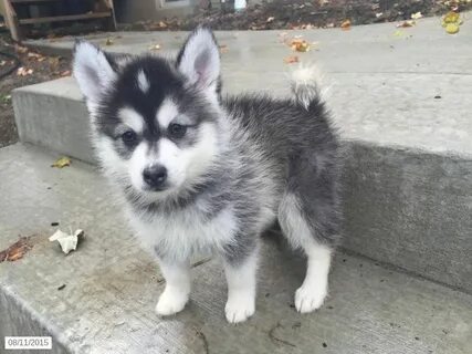 Found on Bing from www.pinterest.com Pomsky puppies, Puppies