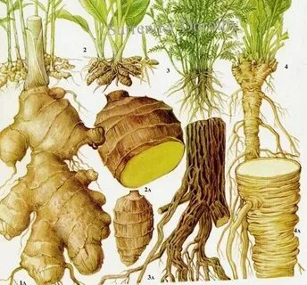 Ginger Turmeric Licorice Horseradish Chart Root Vegetable Fo