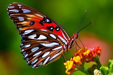 Фотографии бабочек Most beautiful butterfly, Beautiful butte