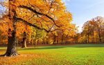 Обои парк, осень, деревя, листья, трава на рабочий стол