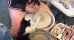 Cat Tries Pottery Wheel Jukin Media Inc