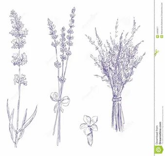 Lavender pencil drawing set Lavender tattoo, Flower drawing,