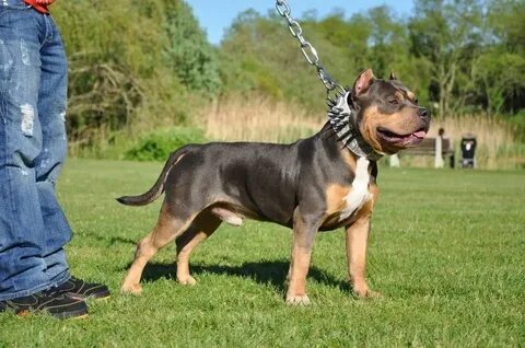 American Bully UA/RUS/KZ/RB/LT/LV Американский булли шоколад