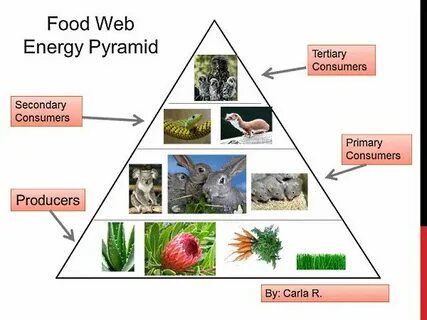 Food Web Energy Pyramid Lesson Plan K-5 Technology Lab Energ