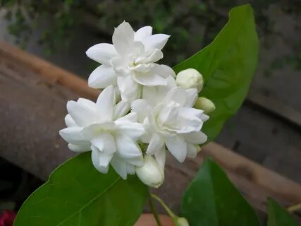 sampaguita plant - philippin news collections