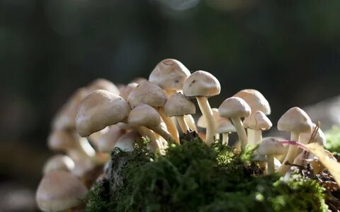 Free photo: Wild Mushrooms - Food, Mushroom, Nature - Free D