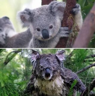 1000+ images about Wet koalas on Pinterest Koalas, Koala bea