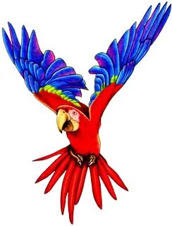Rainforest clipart macaw, Rainforest macaw Transparent FREE 
