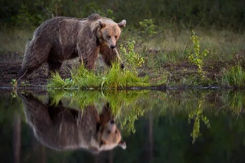 Bear, Karelia - Wildlife Archives Wildlife Archives