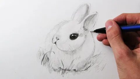 The Best 24 Conejo Dibujos De Animales A Lápiz Faciles De Ha