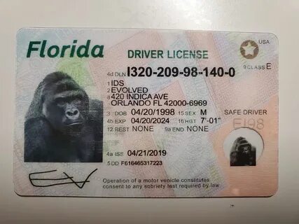 Evolved IDs - Buy Florida Fake ID Florida, Drivers license, 